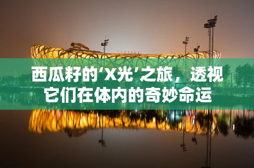 西瓜籽的‘X光’之旅，透视它们在体内的奇妙命运