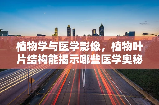 植物学与医学影像，植物叶片结构能揭示哪些医学奥秘？