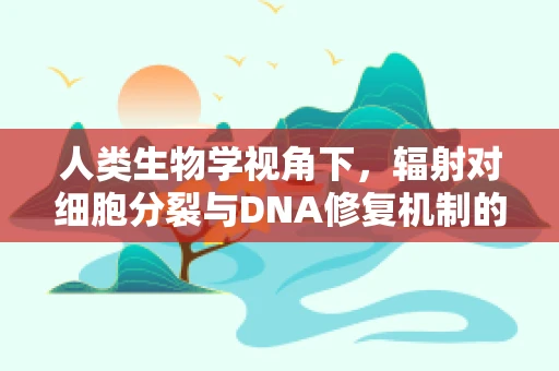 人类生物学视角下，辐射对细胞分裂与DNA修复机制的影响是什么？