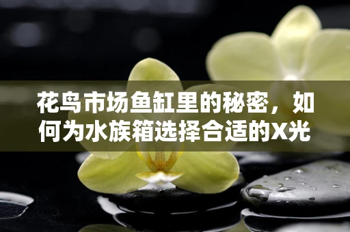花鸟市场鱼缸里的秘密，如何为水族箱选择合适的X光检查？
