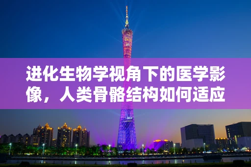 进化生物学视角下的医学影像，人类骨骼结构如何适应环境变化？