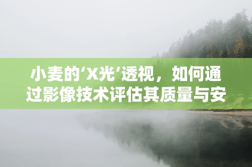 小麦的‘X光’透视，如何通过影像技术评估其质量与安全？