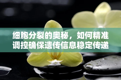 细胞分裂的奥秘，如何精准调控确保遗传信息稳定传递？