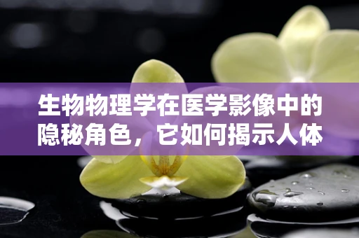 生物物理学在医学影像中的隐秘角色，它如何揭示人体奥秘？