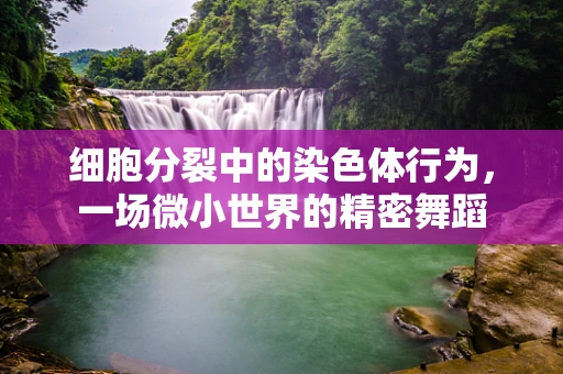 细胞分裂中的染色体行为，一场微小世界的精密舞蹈